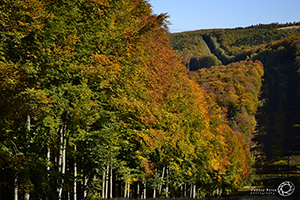 Árnyalatok