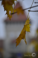 Levelek